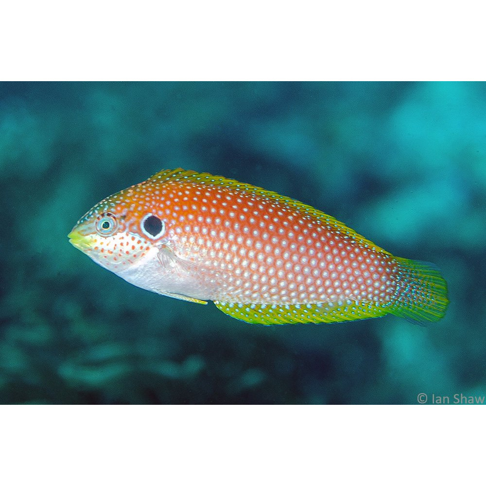 Kuiter's Leopard Wrasse (Macropharyngodon kuiteri)