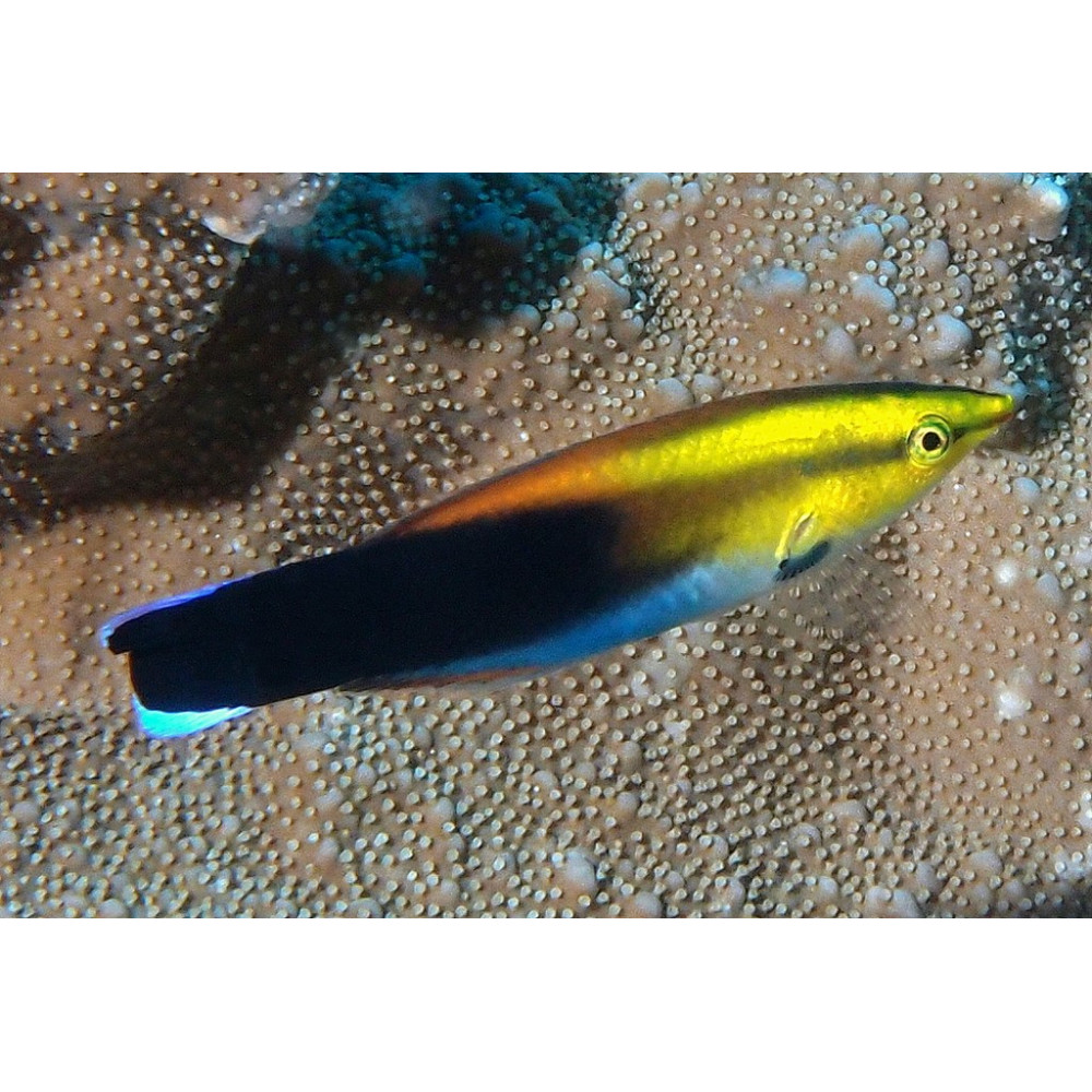 Redlip Cleaner Wrasse (Labroides rubrolabiatus)