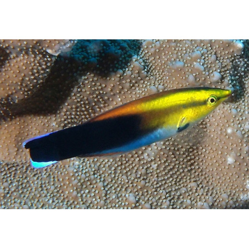 Redlip Cleaner Wrasse (Labroides rubrolabiatus)