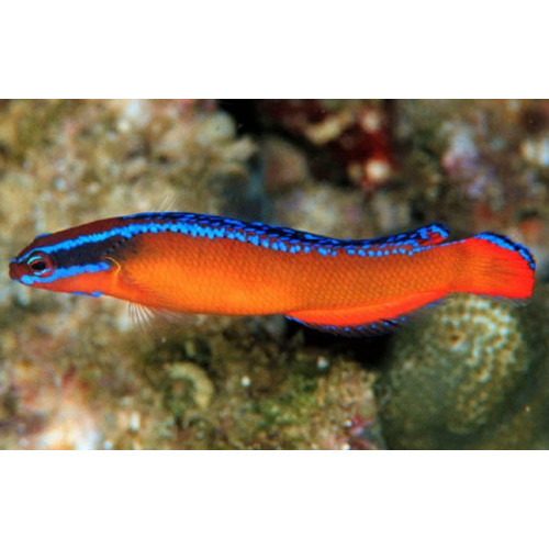 Aldabraensis Neon (Pseudochromis aldabraensis)