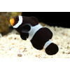 Black Percula Clownfish (Amphiprion Percula)