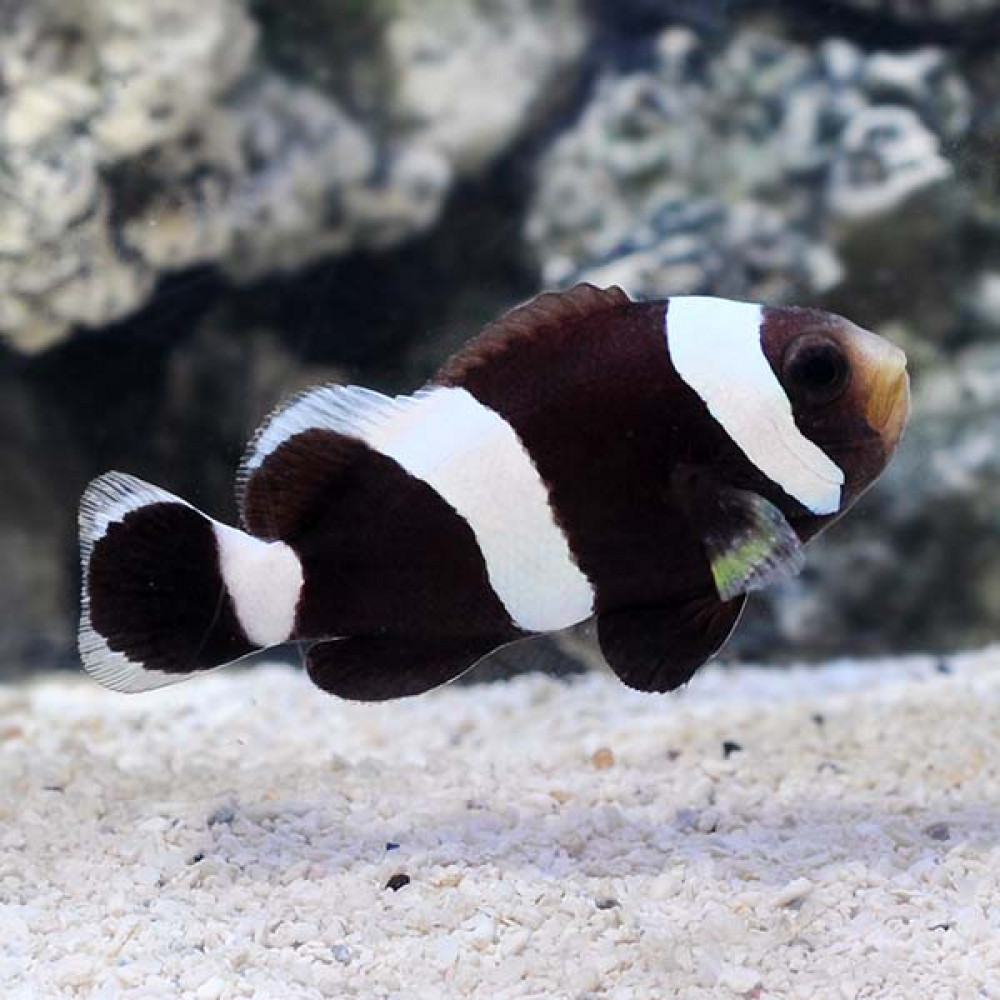 Black Saddleback Clownfish (Amphiprion polymnus) 