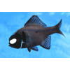 Flashlight Fish (Anomalops katoptron)