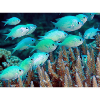 Green Reef Chromis (Chromis Viridis)