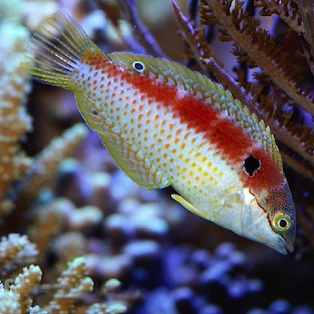 Madagaskar Leopard Wrasse (Macropharyngodon Vivienae)