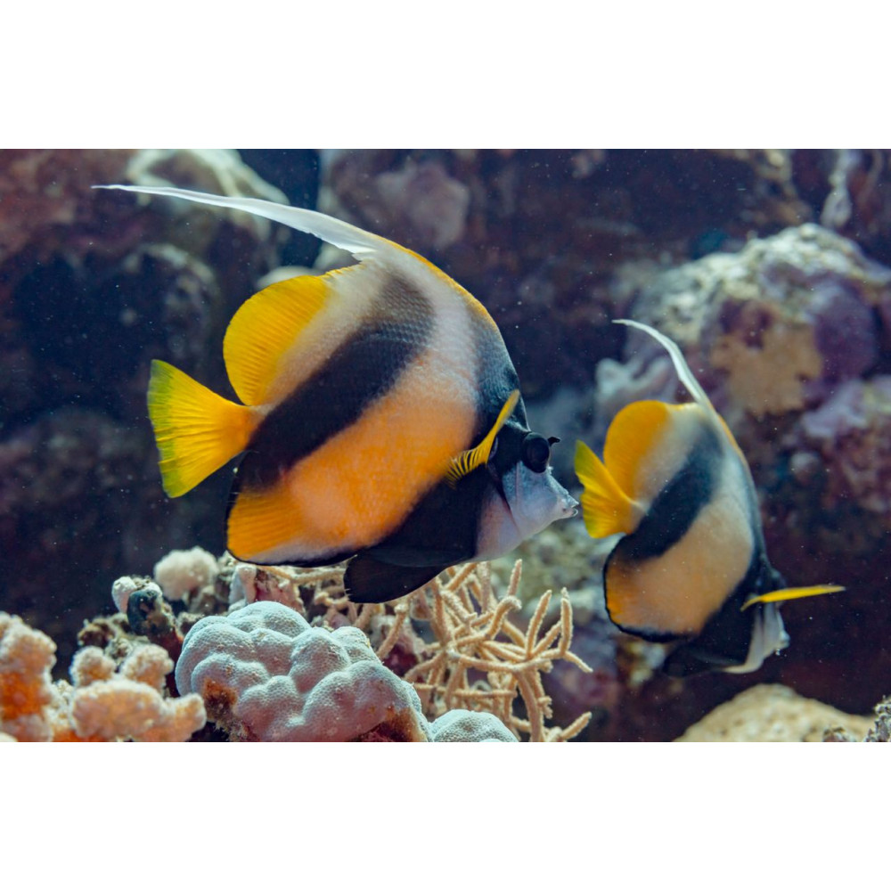 Red Sea Bannerfish (Heniochus Intermedius) 