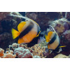 Red Sea Bannerfish (Heniochus Intermedius)