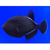 Indian Black Triggerfish (Melichthys indicus)