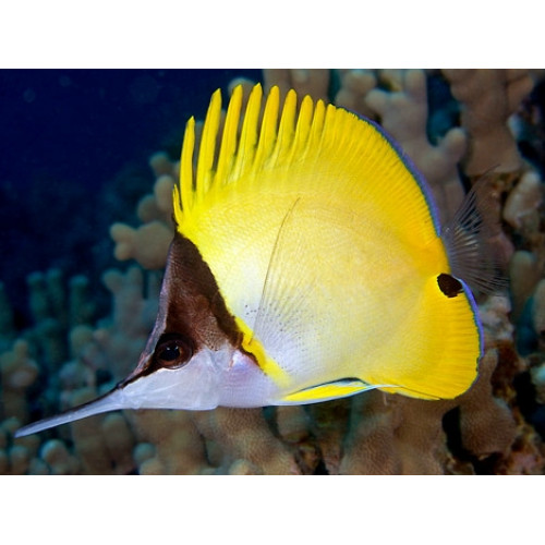 Yellow Longnose Butterflyfish (Forcipiger Flavissimus)