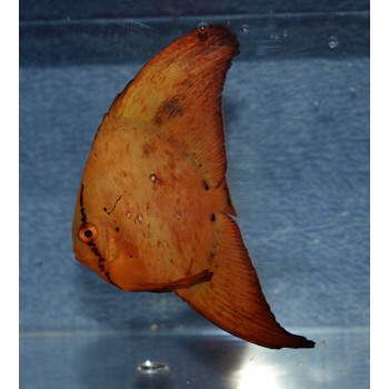 Orbicular Batfish (Platax Orbicularis)