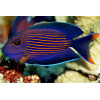 Orange Stripe Bristletooth Tang (Ctenochaetus Striatus)