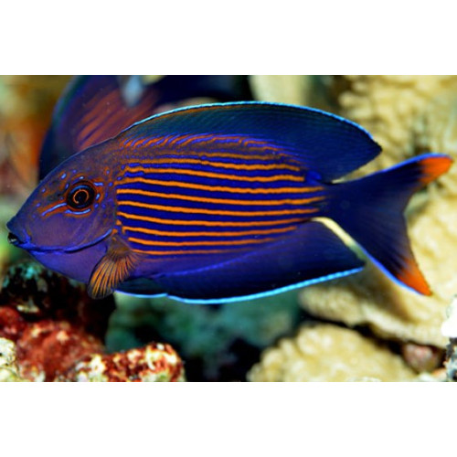 Orange Stripe Bristletooth Tang (Ctenochaetus Striatus)