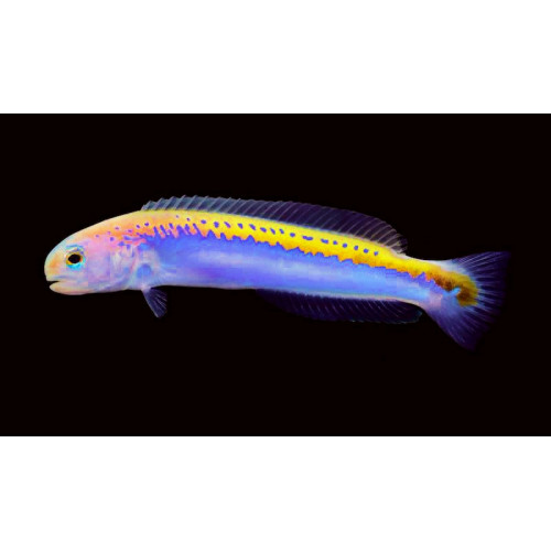 Oreni Tilefish (Hoplolatilus Oreni) 