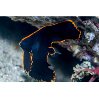 Pinnate Batfish (Platax Pinnatus)