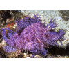 Purple Weedy Scorpionfish (Rhinopias frondosa)