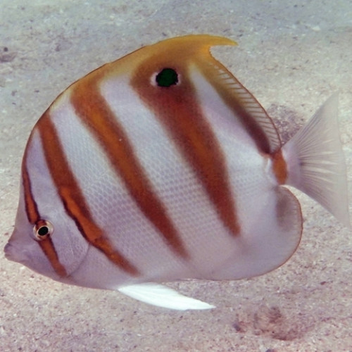 Ocellate Butterflyfish (Parachaetodon ocellatus)