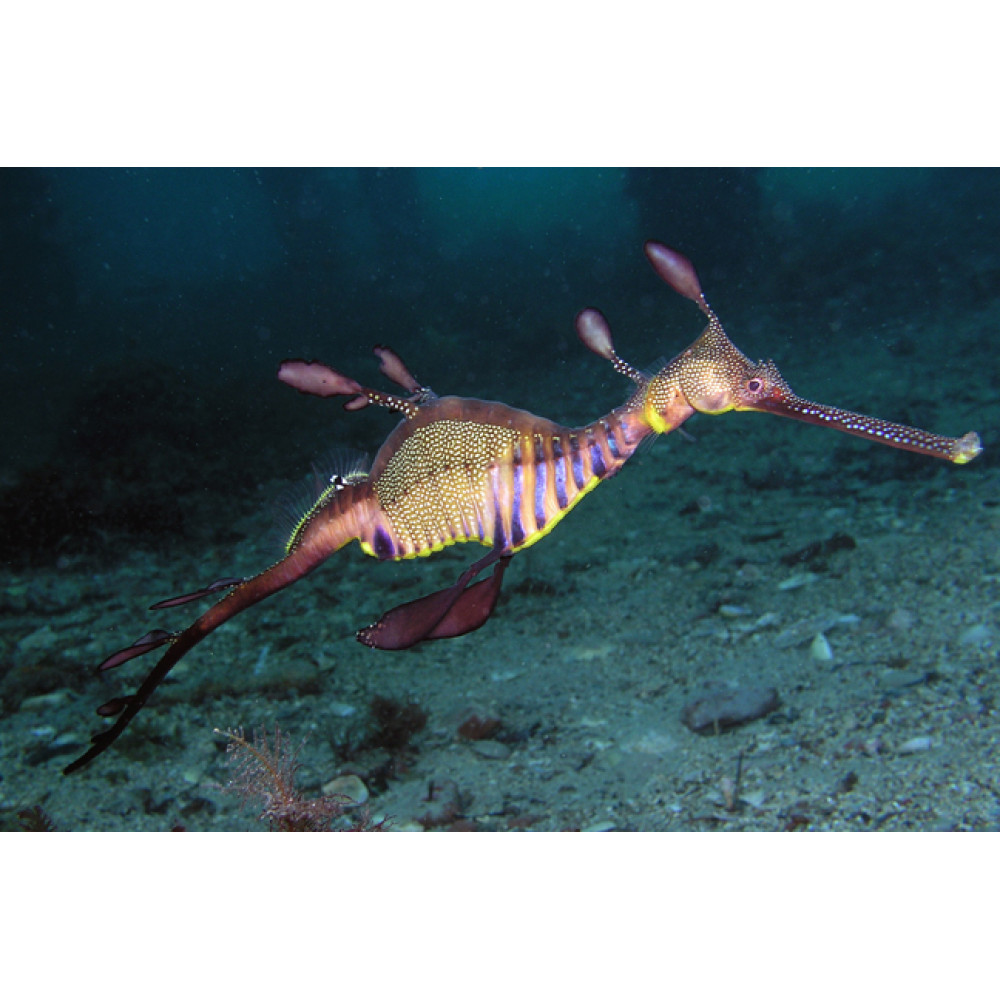 Weedy Seadragon (Phyllopteryx Taeniolatus)