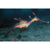 Weedy Seadragon (Phyllopteryx Taeniolatus)