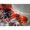 Red Burrowing Crab (Uca sp.)