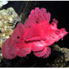 Red Eschmeyer’s Scorpionfish (Rhinopias Eschmeyeri)