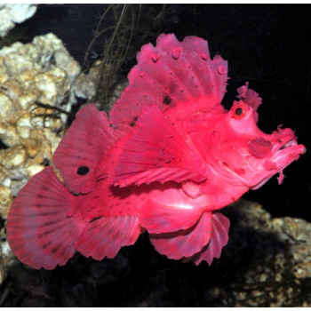 Red Eschmeyer’s Scorpionfish (Rhinopias Eschmeyeri)