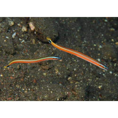 Curious Wormfish (Gunnellichthys Curiosus)