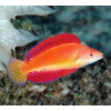 Redfin Wrasse (Cirrhilabrus rubripinnis)