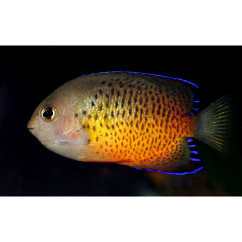 Rusty Angelfish (Centropyge Ferrugata)