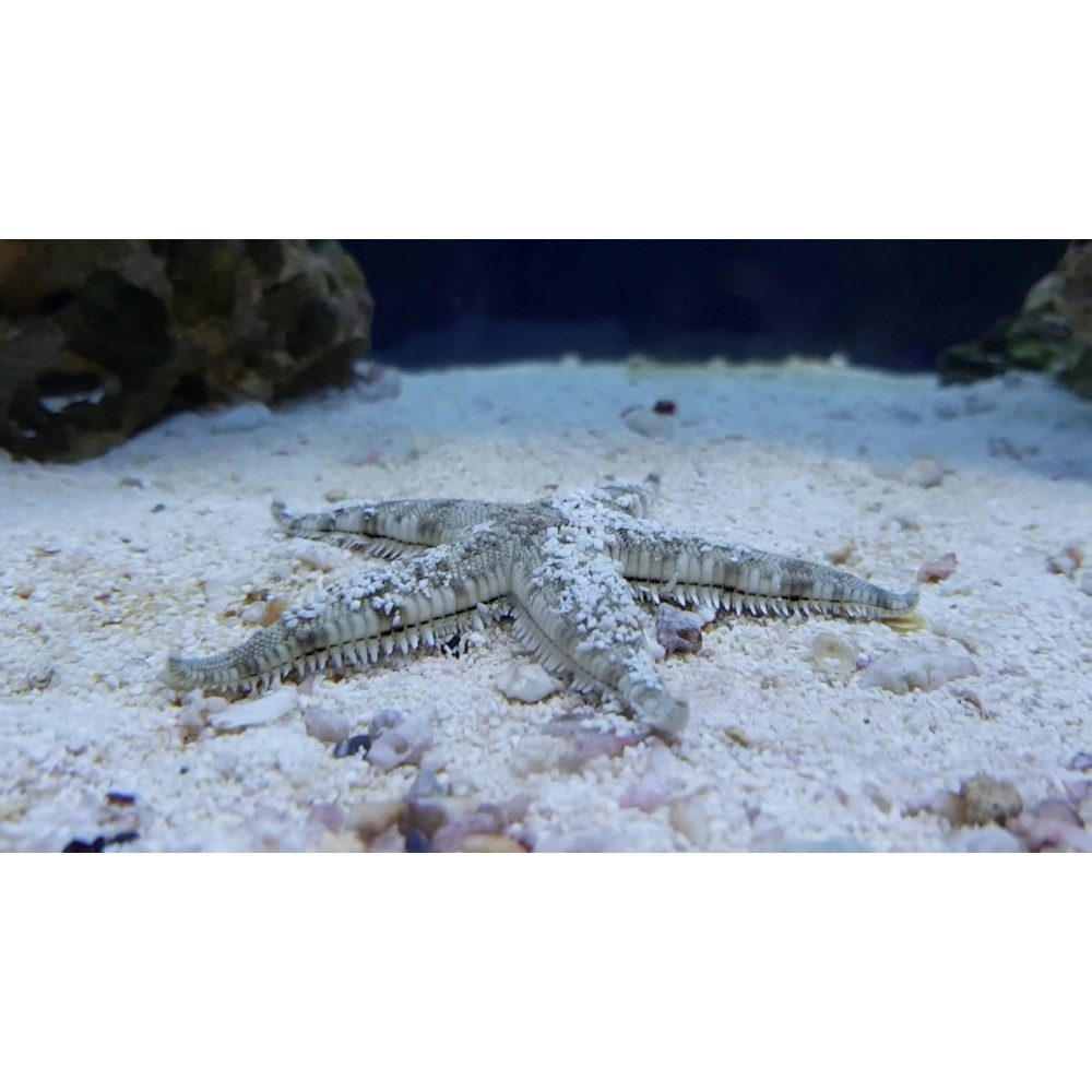 Starfish (Sea Star) Cook Islands 