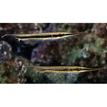 Shrimp Fish (Aeoliscus Strigatus)