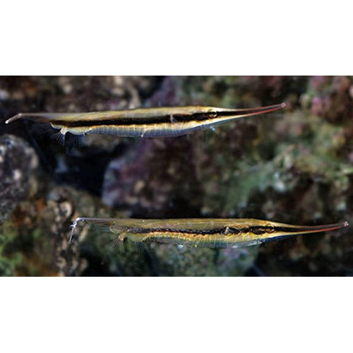 Shrimp Fish (Aeoliscus strigatus)