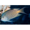 Spotbreast Angelfish (Genicanthus Melanospilos) Male