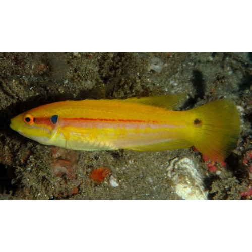 Twospot Hogfish (Bodianus bimaculatus)