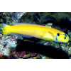 Yellow Tilefish (Hoplolatilus gluteus)