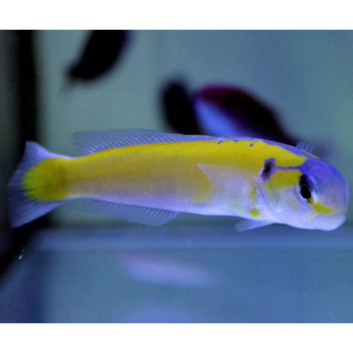 Yellow Tilefish (Hoplolatilus gluteus)