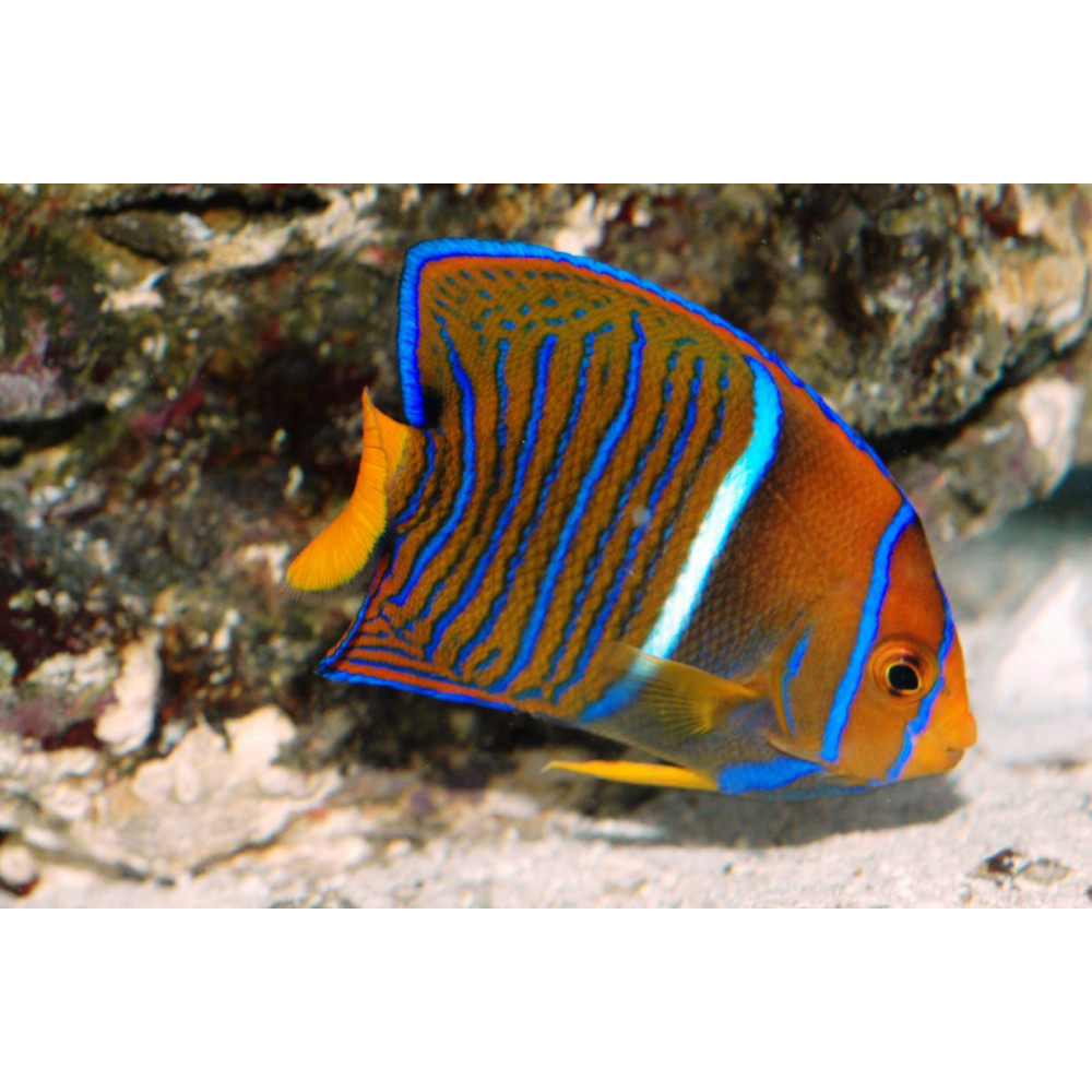  Passer Angelfish (Holacanthus passer) - Juv