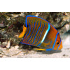 Passer Angelfish (Holacanthus passer) - Juv