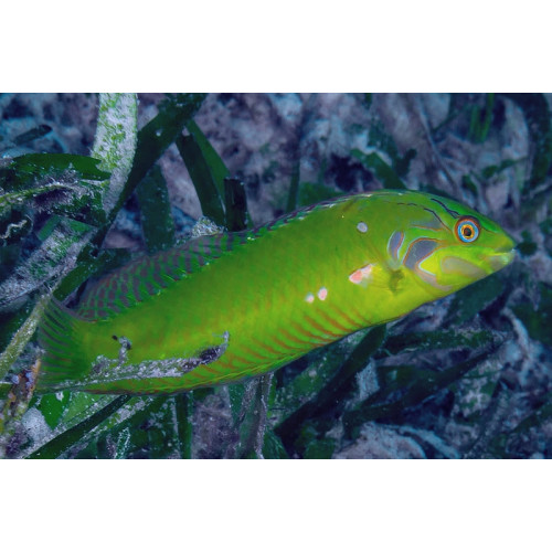 Emerald Wrasse (Novaculichthys macrolepidotus)