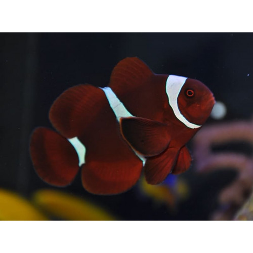 Maroon Clownfish (Premnas Biaculeatus) Captive Bred