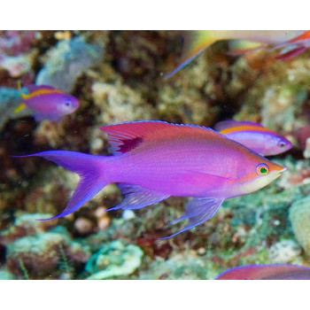 Purple Queen Anthias (Pseudanthias Tuka) Female