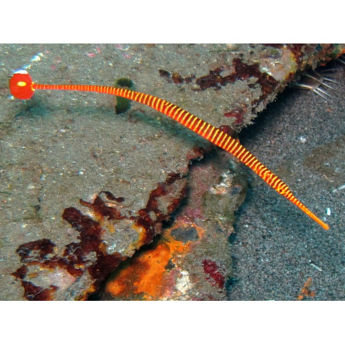 Red Banded Pipefish (Doryrhamphos multiannulators)