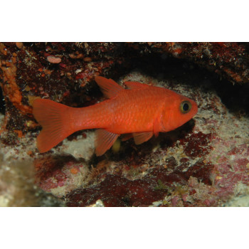 Ruby Cardinalfish (Apogon Coccineus)