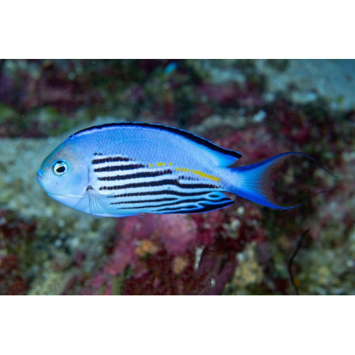 Watanabei Angelfish (Genicanthus Watanabei) Male