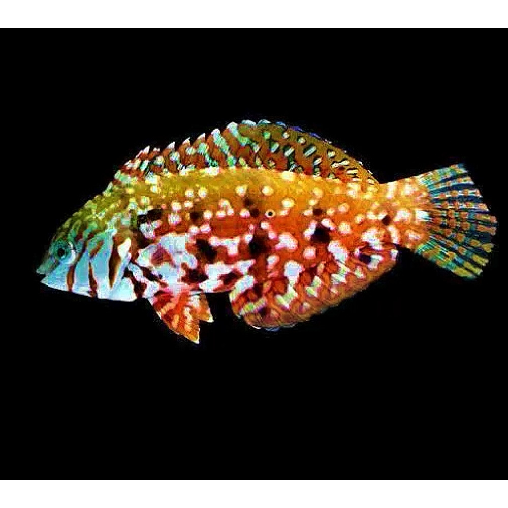 Mauritius Jewel Leopard Wrasse (Halichoeres Lapillus) MALE