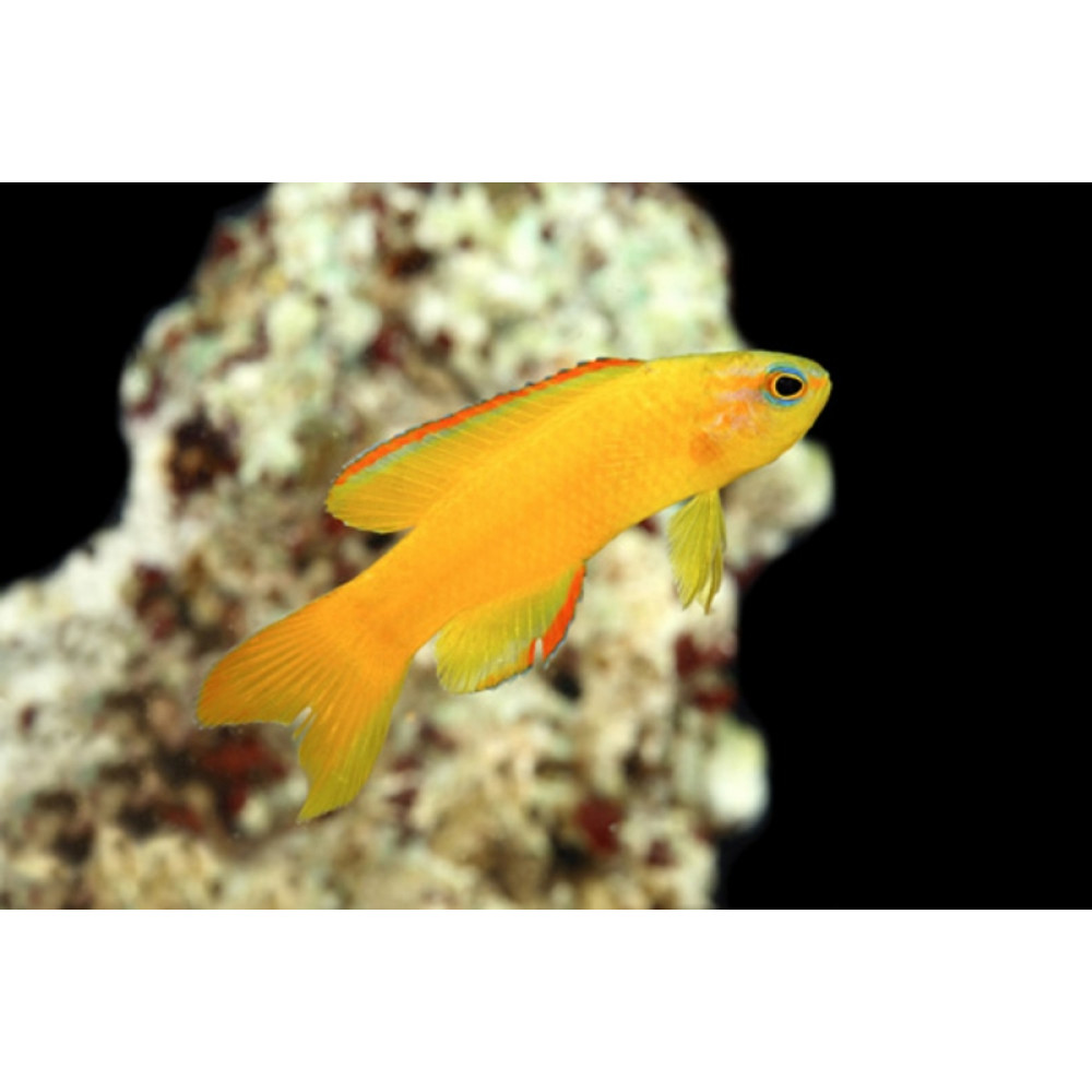 Gold Assessor Basslet (Assessor flavissimus)