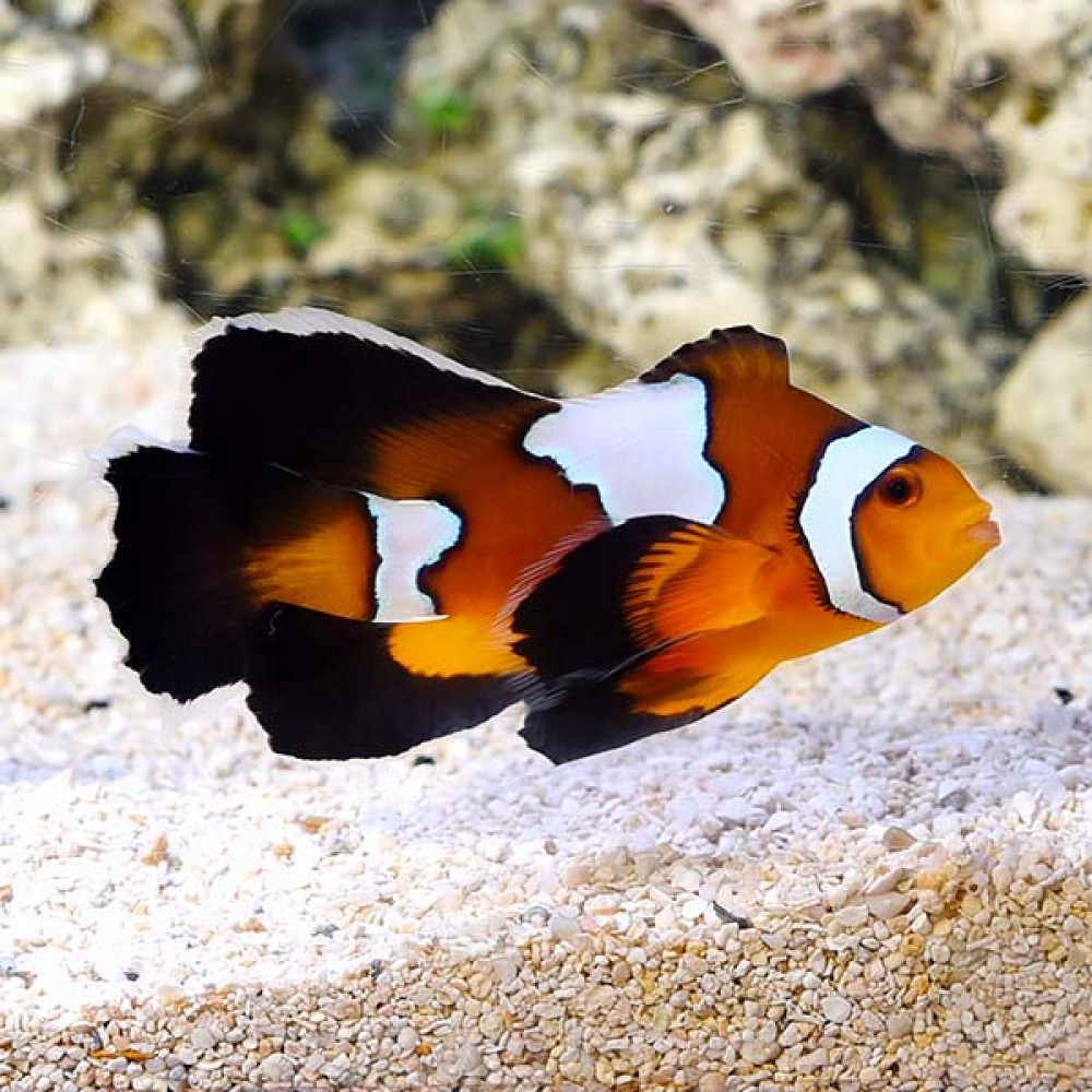 Longfin Black Ice Clownfish (Amphiprion Ocellaris) 