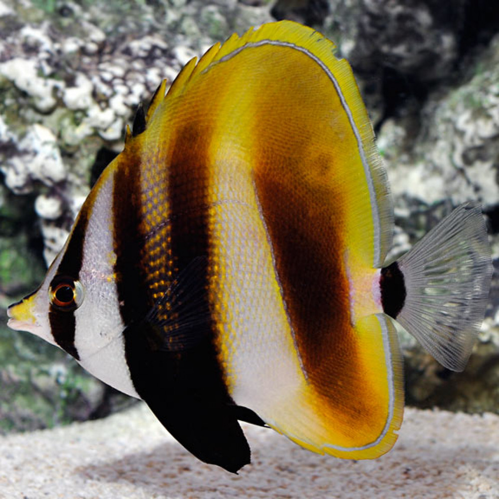 Hi Fin Coradion Butterflyfish (Coradion Altivelis) 