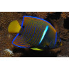 Passer Angelfish (Holacanthus passer) - Juv