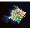 Tassle Filefish (Chaetodermis penicilligerus)