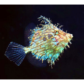Tassle Filefish (Chaetodermis penicilligerus)